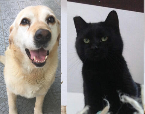 Scooby & Grumpy Pet Sitting - Professzionális kutya- és cicafelügyelet Budapesten Boldog sárga labrador és komoly fekete cica portréja – Megbízható kutyaszitter és cicafelügyelet Budapest XI. és XXII. kerületében